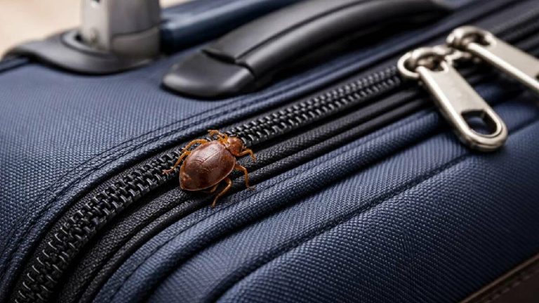 Cómo Evitar Chinches al Regresar de tus Viajes de Año Nuevo