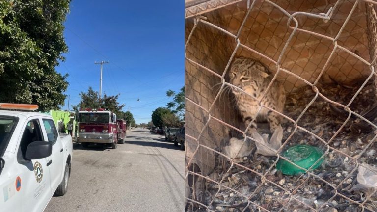 Gato Montés Causa Emergencia en San Pedro: Ingreso Inesperado a un Domicilio