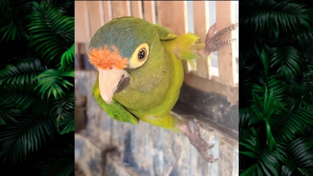 Operativo por el Día de Reyes: Se Aseguran Más de 40 Animales Exóticos en Michoacán
