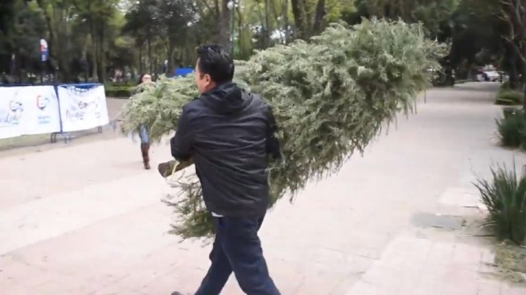 Reciclaje de Árboles de Navidad: Los Mejores Lugares en Zapopan