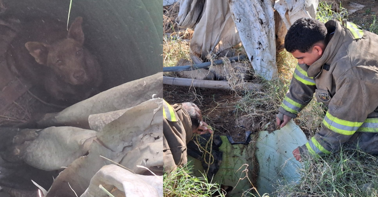Rescate de perros: Tres animales salvados de un pozo en la colonia Partido Iglesias
