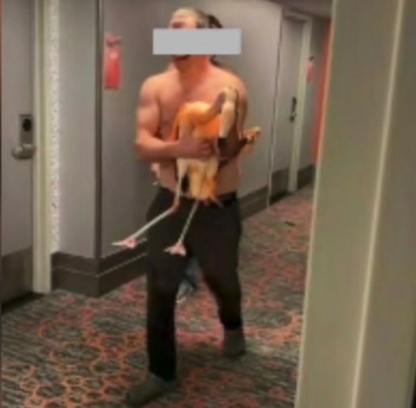 Crueldad Animal en Las Vegas: Turista Arrestado por Herir a un Flamingo en el Hotel Flamingo