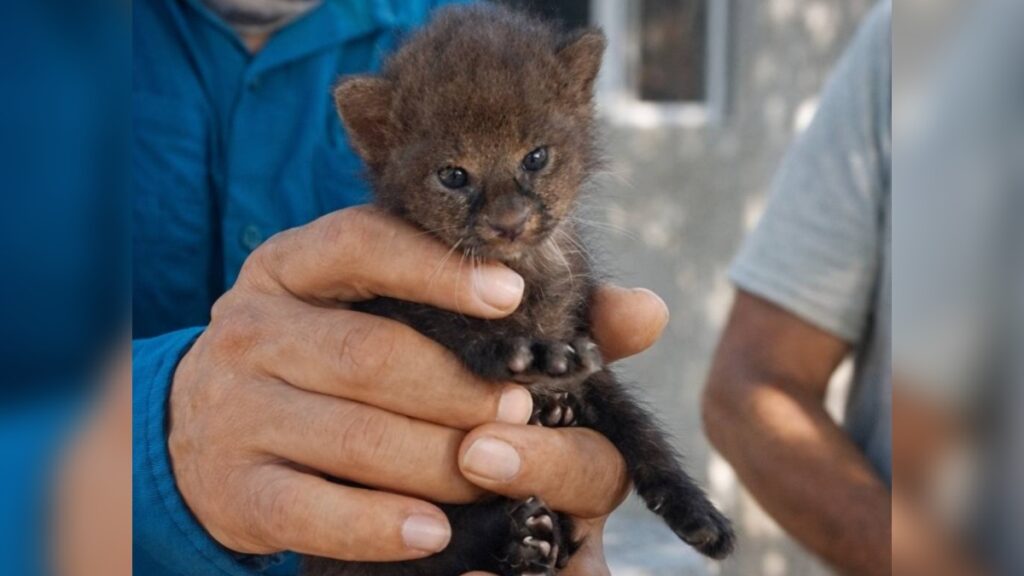 Rescate de jaguarundí: Salvando a un cachorro solitario en Veracruz