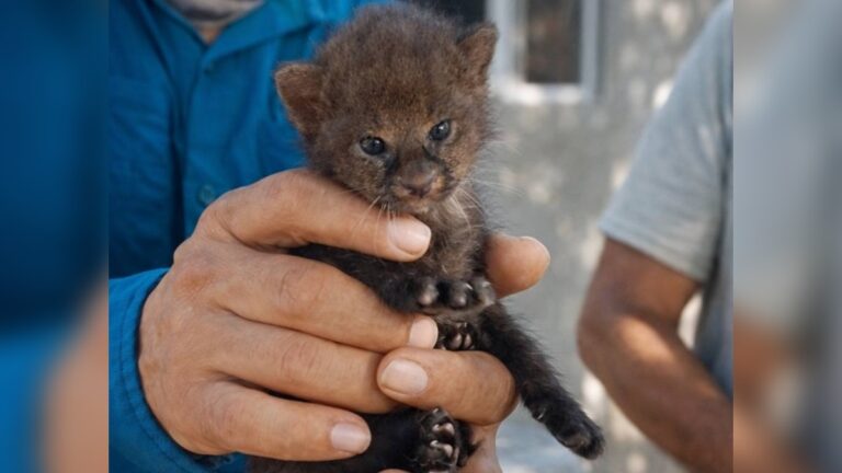 Rescate de jaguarundí: Salvando a un cachorro solitario en Veracruz
