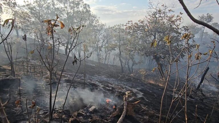 Alarma en La Primavera: Incendio Destruye 200 Hectáreas de Zona Reforestada