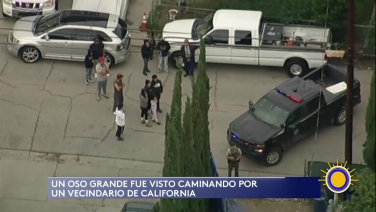 Oso Avistado en California Genera Preocupación en Vecindarios Residentes