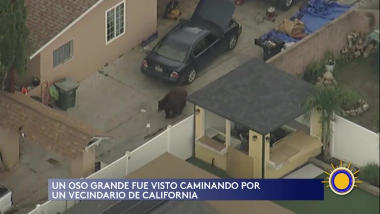 Impactante Encuentro con Oso Negro en Vecindario de California: Seguridad y Naturaleza en Conflicto