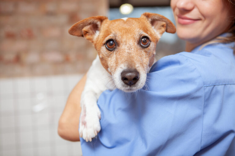 Esterilización Accesible de Mascotas Impulsa el Bienestar Animal en Mexicali