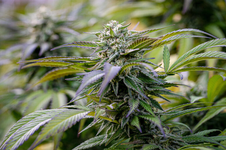 Revolución en Massachusetts: Reforma Histórica a la Industria del Cannabis