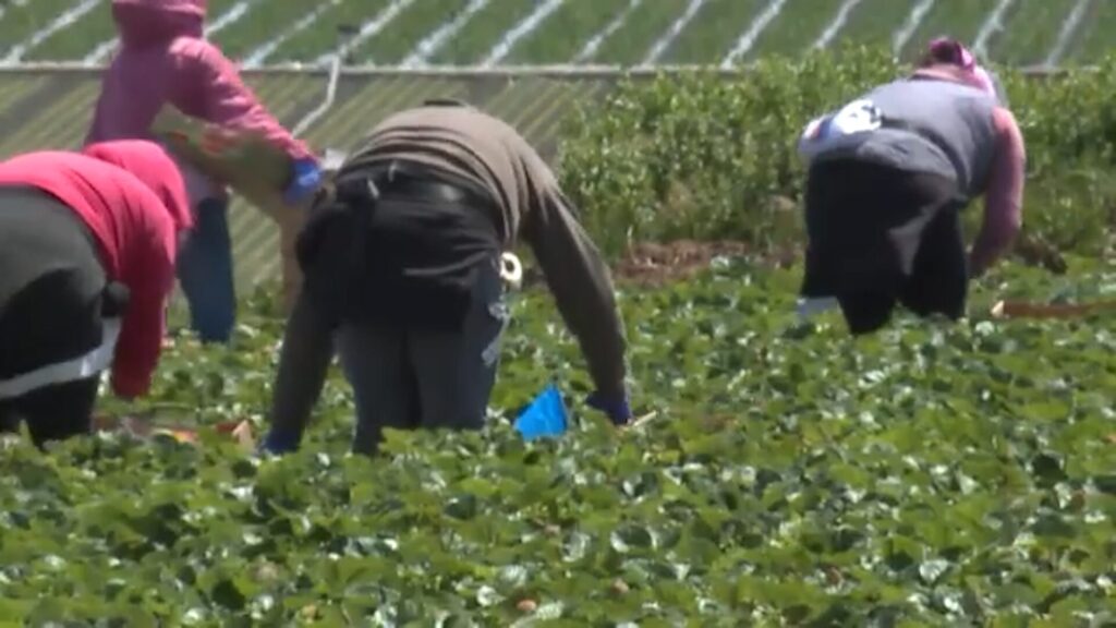 Impacto de las redadas migratorias en la economía agrícola de la costa central de California