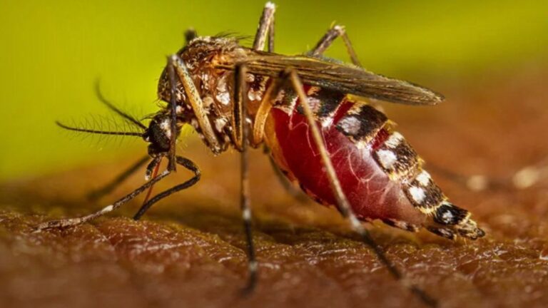Nuevo León en Alerta: Investigan 10 Defunciones Relacionadas con Dengue