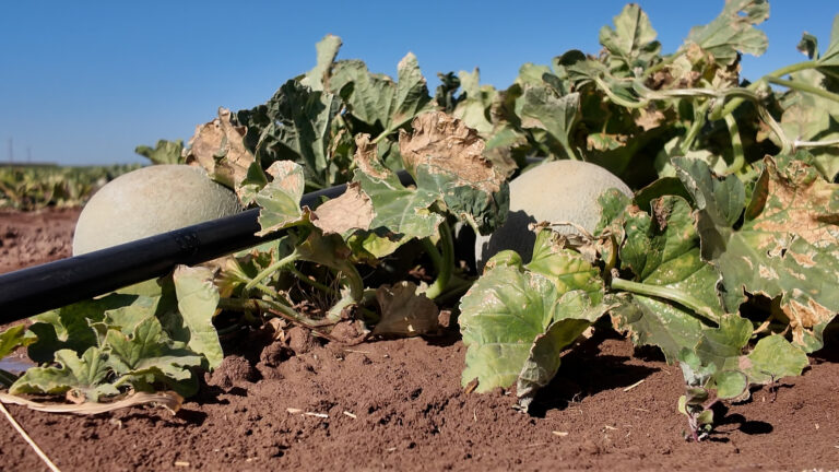Crisis Agraria: Virus del Melón Daña Cultivos en el Condado Imperial