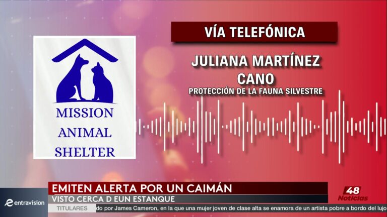 Caimán en Mission: Even Ox Resort Refuerza Seguridad para Proteger a Visitantes