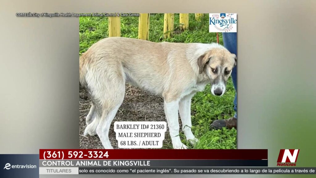 Adopción de Cachorros en Kingsville: ¡Tu Oportunidad de Cambiar Vidas!