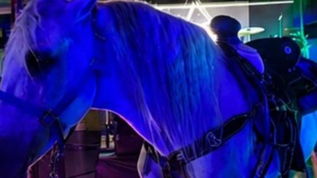 Restaurante en Torreón sancionado por exhibir caballos en el lugar