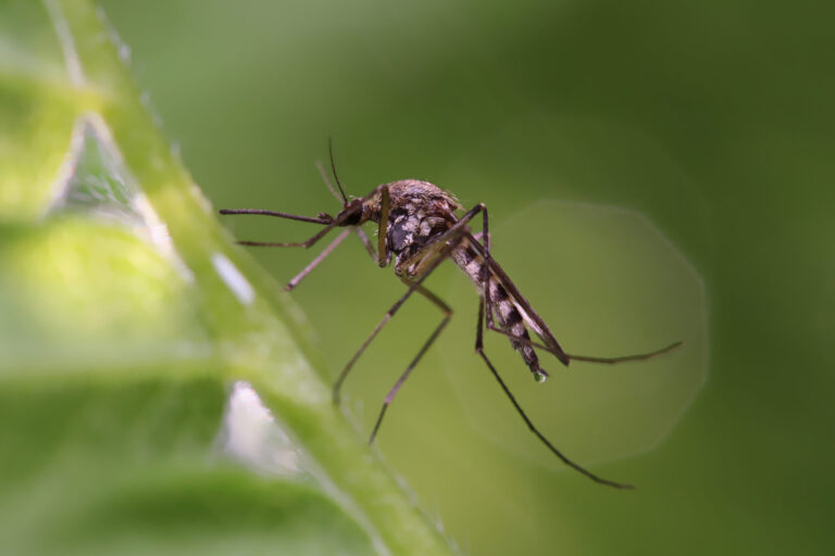 Alerta por Aumento de Mosquitos y Enfermedades en el Valle Imperial
