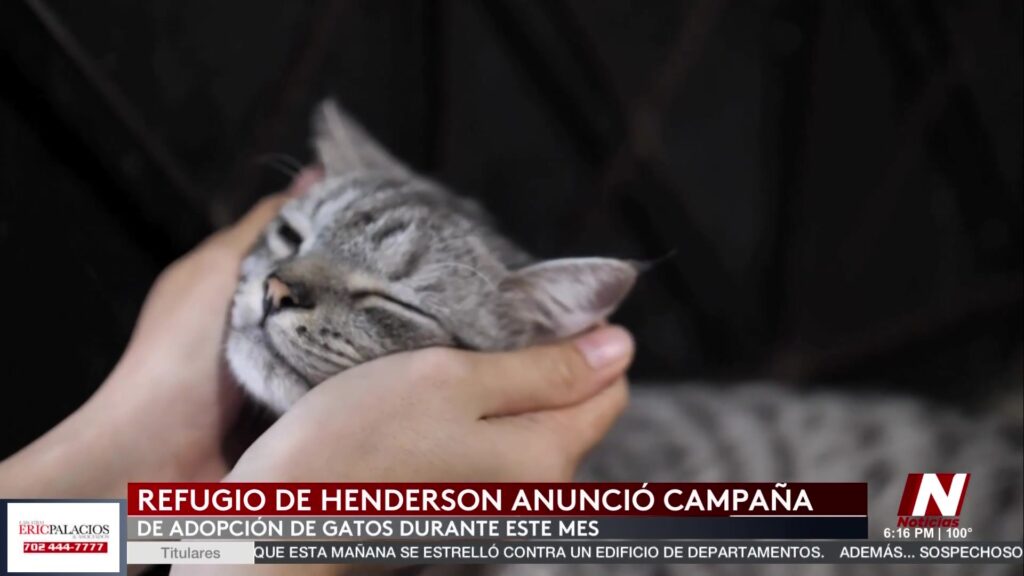 Adopción de gatos en Henderson: ¡Aprovecha el descuento del 50% este junio!