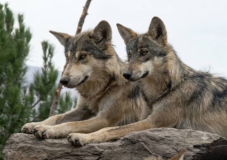 Museo del Desierto de Saltillo detiene la reproducción del lobo gris mexicano: aspectos cruciales