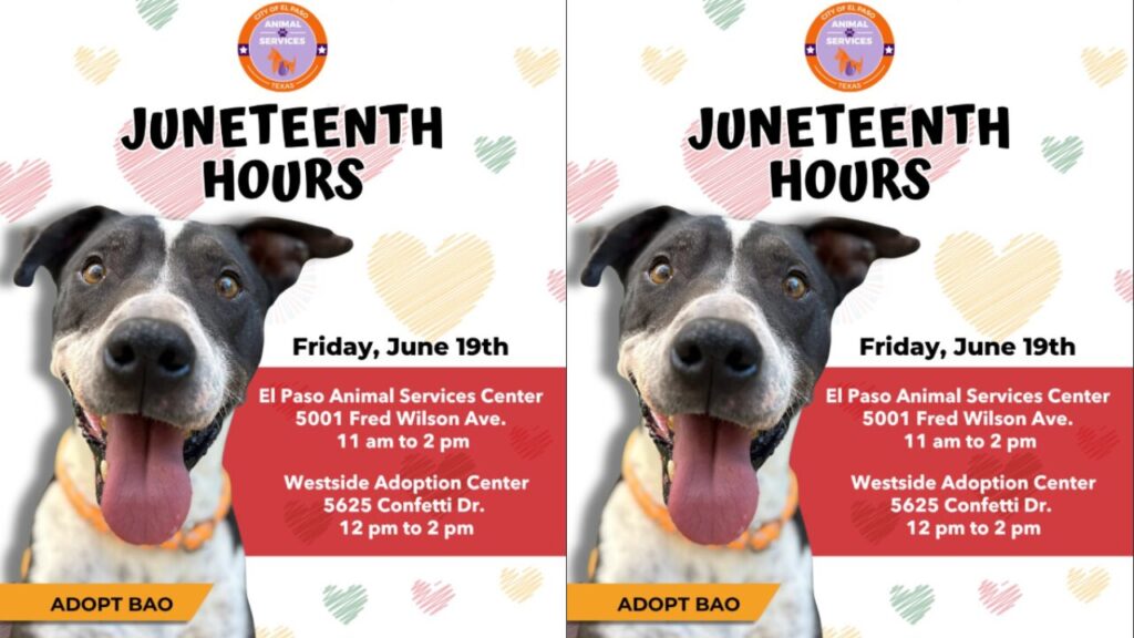 Servicios de Animales de El Paso ajusta horarios por Juneteenth y mantiene activas las adopciones de mascotas