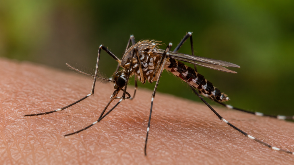 Mosquitos en Rifle dan positivo al Virus del Nilo Occidental