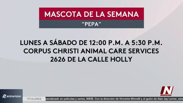 Adopción de mascotas en Corpus Christi: un cachorro busca un hogar amoroso