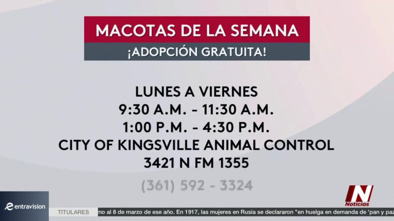 Adopción gratuita de perros en Kingsville: el refugio elimina tarifas para facilitar nuevos hogares