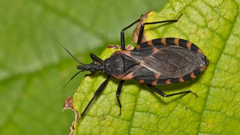 Condado de San Diego confirma primer caso local de enfermedad de Chagas