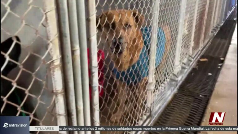 Rescate de perro en Corpus Christi: bomberos salvan a un canino arrastrado por la corriente en la bahía