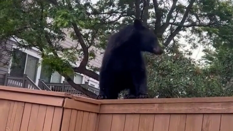 Osos en Colorado: autoridades explican qué hacer si ve uno cerca de su casa