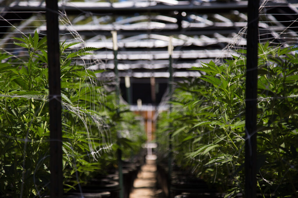 California decomisa más de 63 mil libras de cannabis ilegal en tres meses, según Gavin Newsom