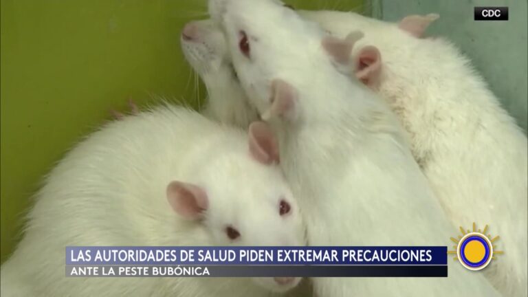 Peste bubónica en Nuevo México: autoridades emiten alerta sanitaria en Santa Fe