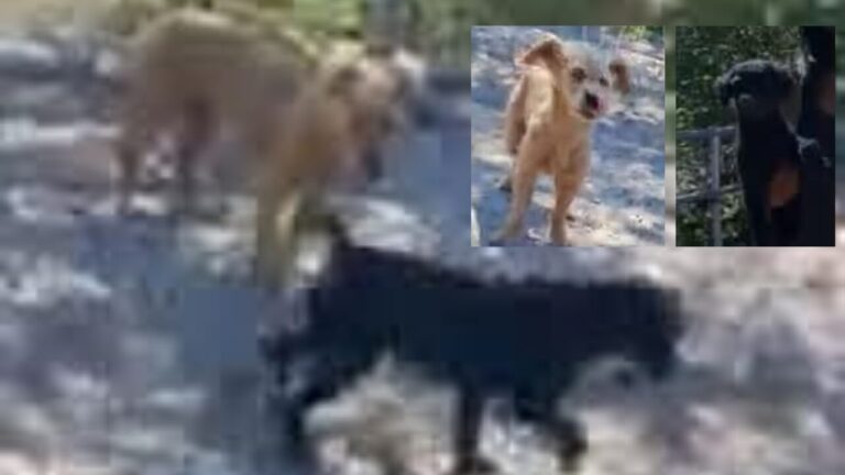 Policía de Gallup busca a dos perros sueltos tras arresto de su dueño; uno mordió a un oficial