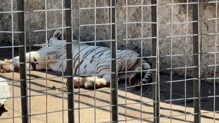 Cierran el zoológico del Parque Morelos en Tijuana y reubicarán 160 animales