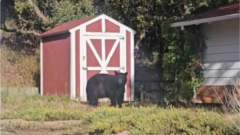 Oso en vehículo causa daños en Manitou Springs y reaviva alertas sobre seguridad con osos