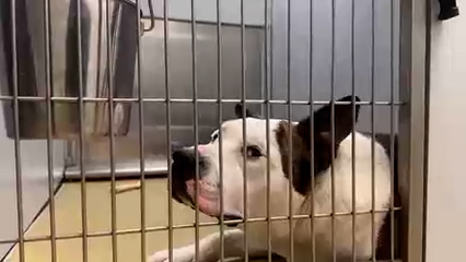Adopción de mascotas en el Condado Imperial: refugio busca hogares para perros y gatos rescatados
