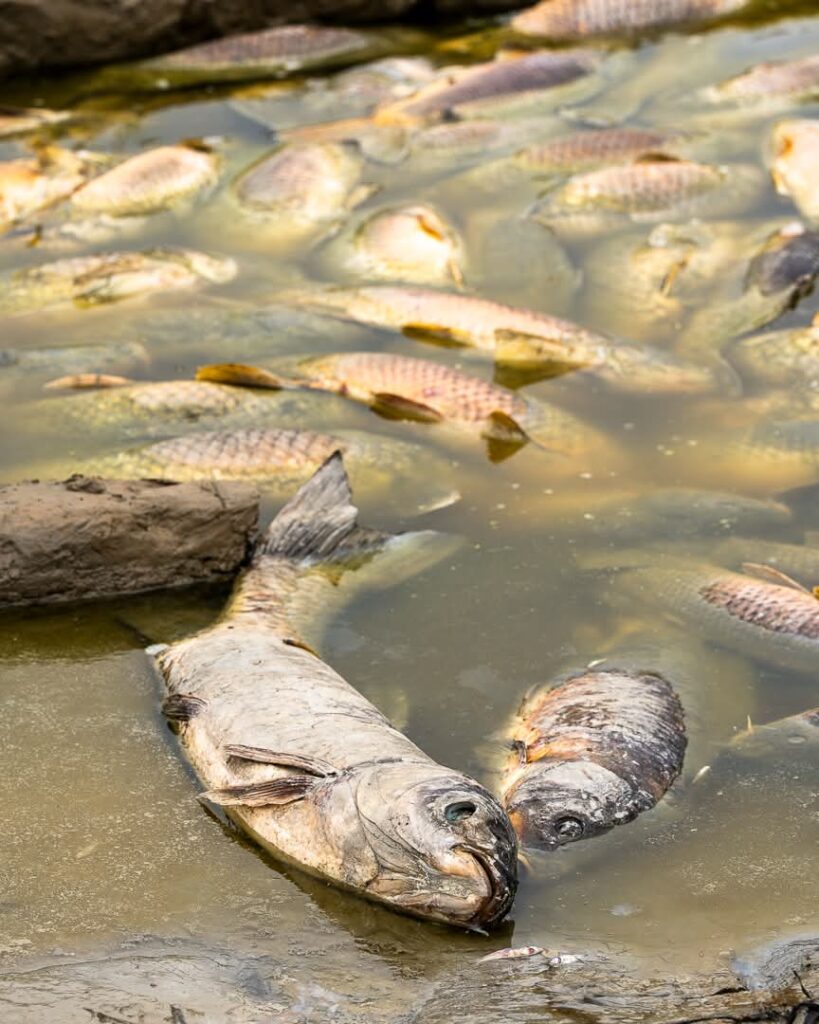 Peces muertos en Boyd Lake tras el drenado de un lago privado en Loveland; CPW intenta rescatar a los sobrevivientes