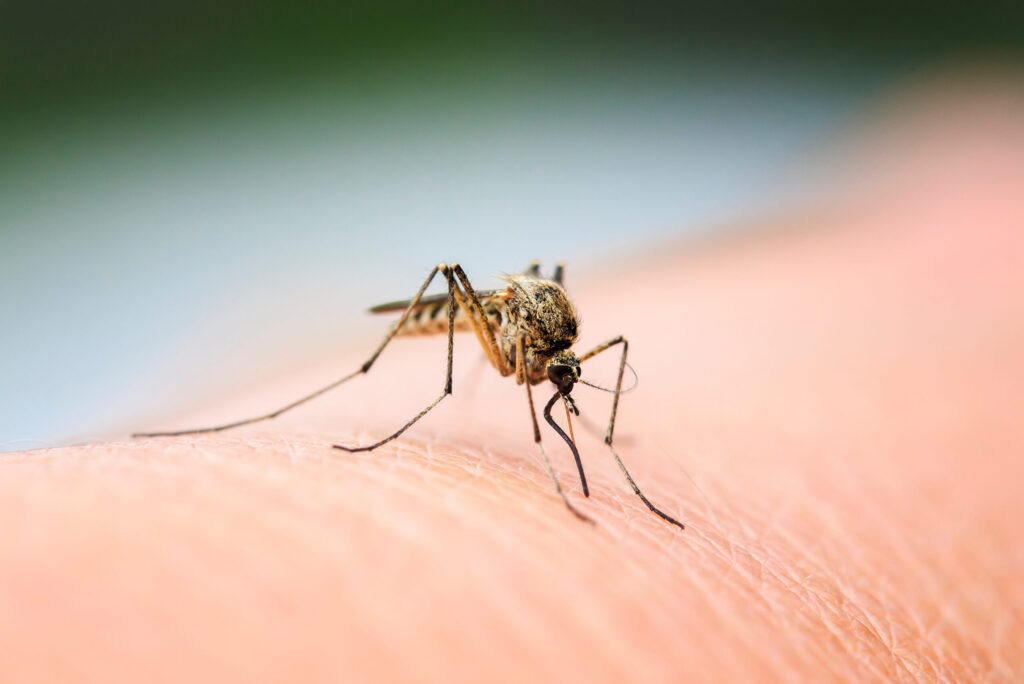 Virus del Nilo Occidental en San Diego: cuarto caso confirma alerta de salud pública