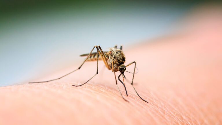 Virus del Nilo Occidental en San Diego: cuarto caso confirma alerta de salud pública