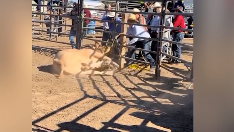 Investigan presunto maltrato animal tras video viral de toro golpeado en Salinas