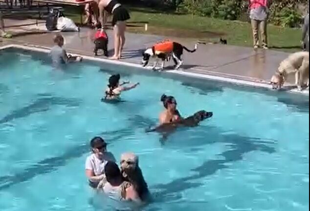 Albuquerque celebra evento anual de natación canina en la piscina Montgomery