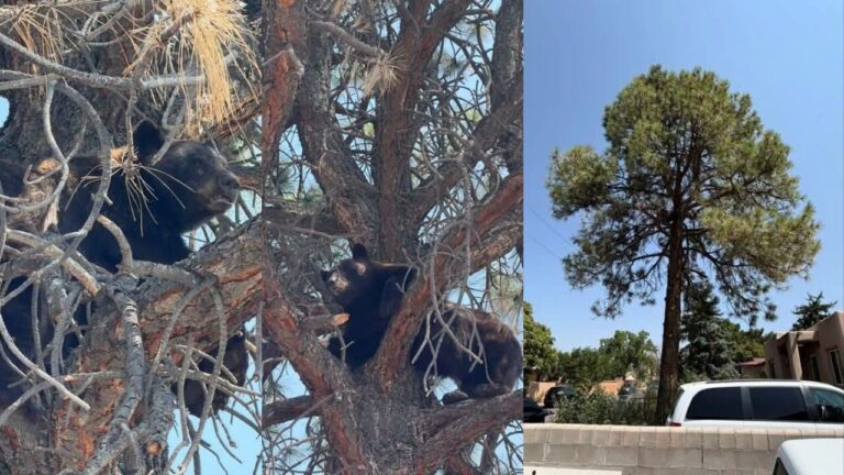 Emiten alerta por incremento de avistamientos de osos negros en Santa Fe