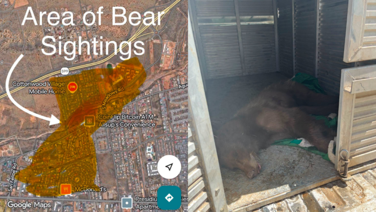 Finaliza la alerta en Santa Fe tras la captura segura de un oso en zona urbana