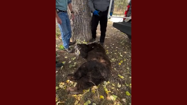Capturan y trasladan a un oso encontrado en el parque Ashbaugh de Santa Fe