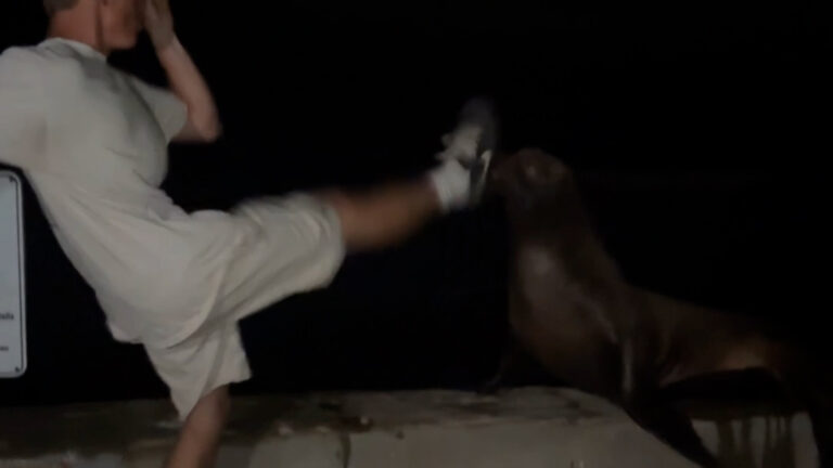 Joven de La Jolla se declara culpable de patear a un león marino en La Jolla Cove