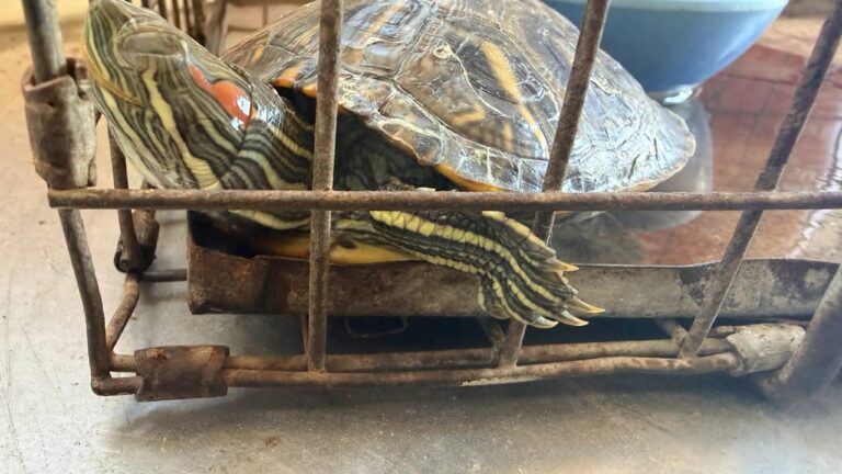 Día ajetreado para Control Animal de Edinburg con rescates de fauna silvestre