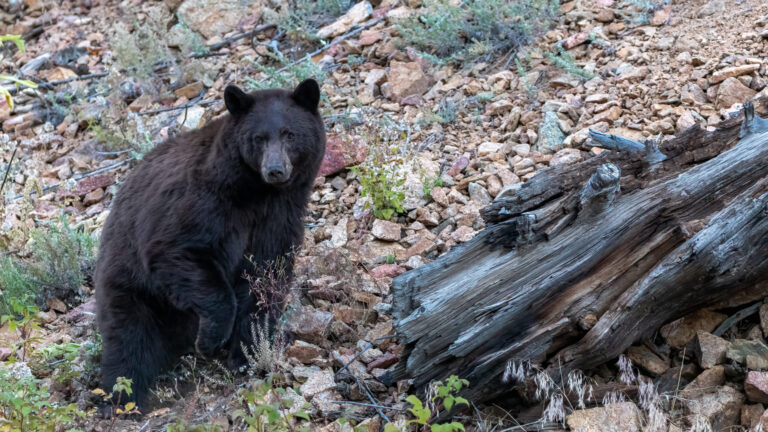 Encuentros con osos casi se duplican en Colorado y podrían seguir aumentando