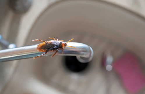 Plaga devora la tranquilidad en vecindario de Las Vegas cercano a Wetlands Park
