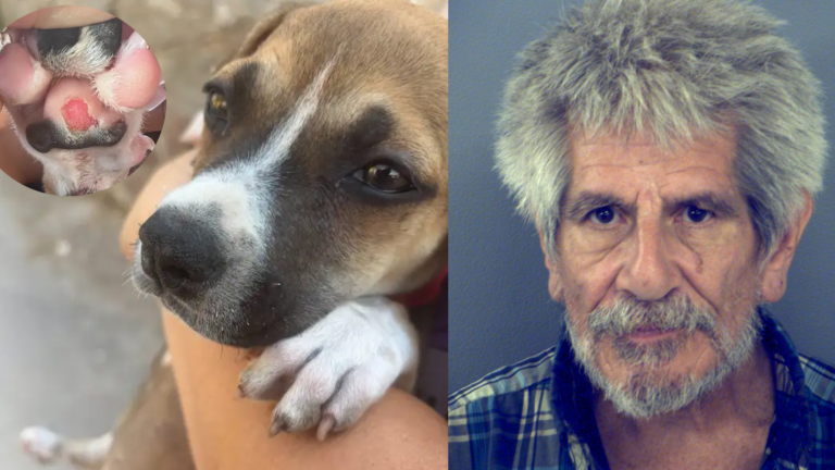 Hombre de 73 años es arrestado tras investigación por maltrato animal en El Paso