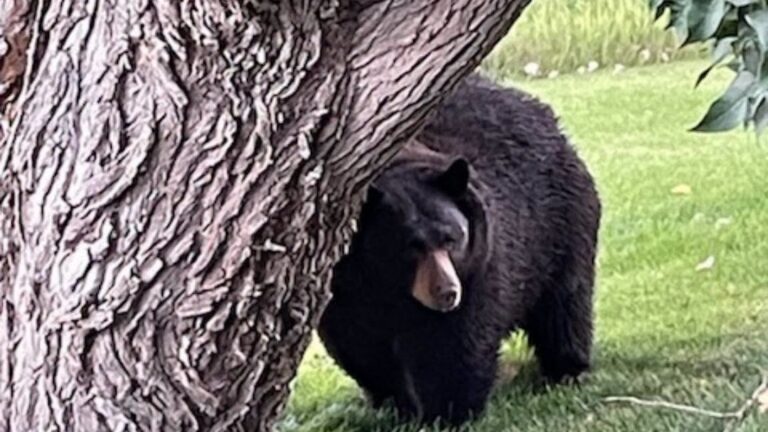 Osos en Colorado: Eagle County registra 290 llamadas en menos de siete semanas ante fuerte aumento de actividad