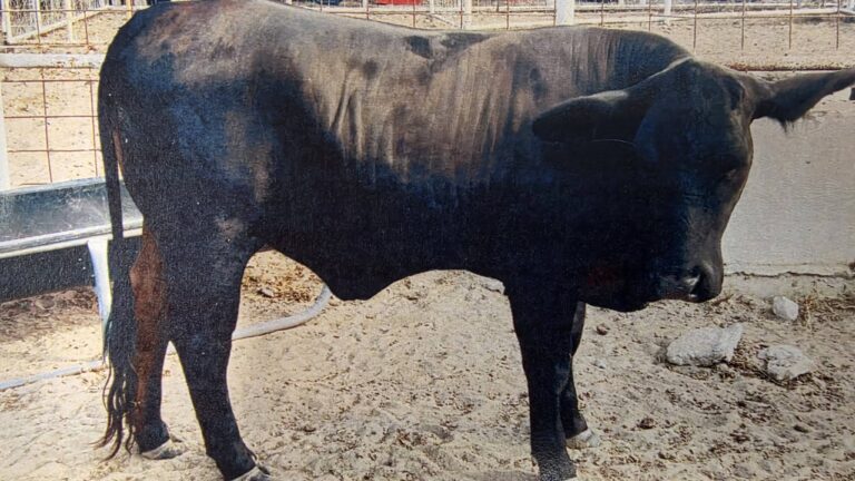 Buscan al dueño de una vaca encontrada suelta en Rio Grande City